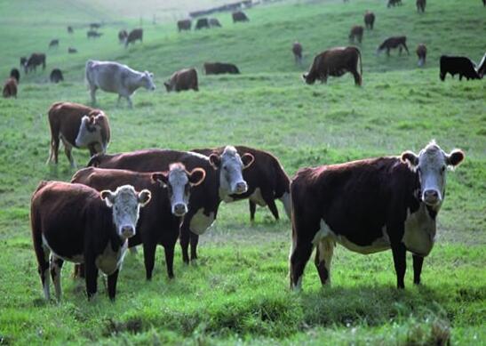 优质肉羊、肉牛生产基地建设项目  