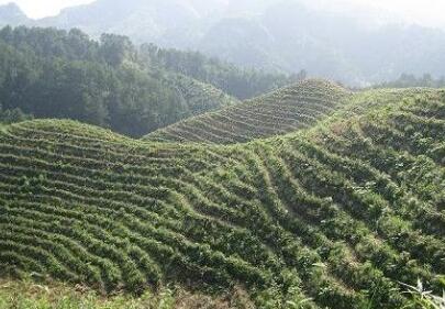 吉水县油茶种植及深加工项目