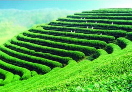 四川丹棱县茶叶种植与加工项目