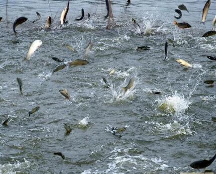 四川通江县生态水产品精深加工项目