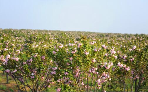 土海生态植物园项目