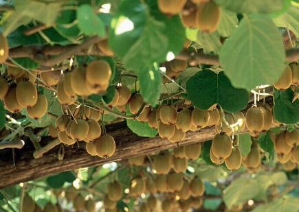 峨山县岔河乡猕猴桃种植及创意农事体验园建设项目