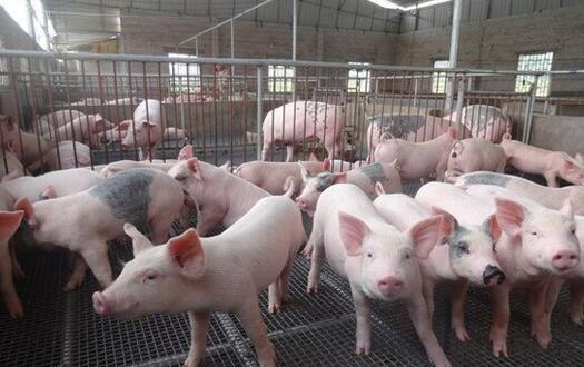 新建10万头生猪养殖项目