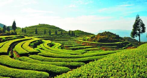 普定县朵贝贡茶文化旅游园建设项目