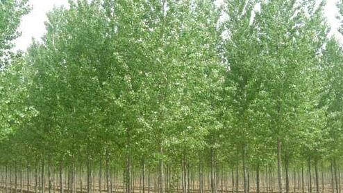 杨树速生生产林建设工程项目