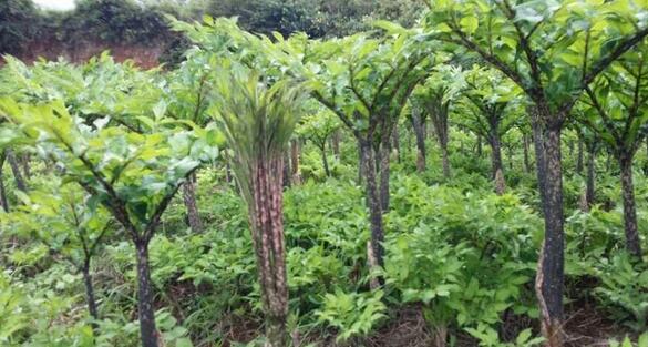 泸水市优质魔芋林下规范化种植及加工项目
