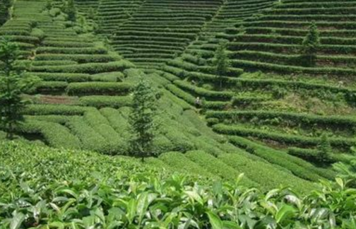 洋溪乡高露古茶农业生态示范园项目