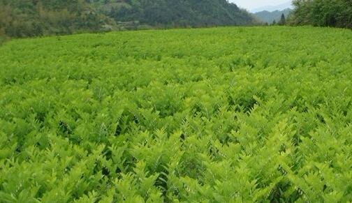 湖南省张家界市慈利县中药材规范化种植基地建设项目