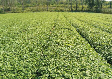 盘县1万亩中药材GAP种植基地及深加工项目