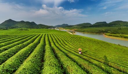 石阡县苔茶基地建设项目