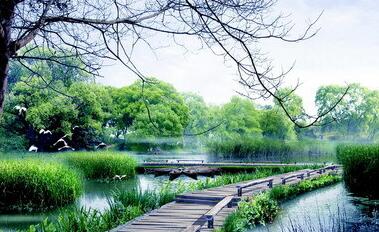 纳雍县珙桐（鸽子花）生态体育旅游公园建设项目