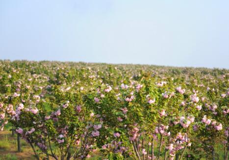 苗木花卉基地项目