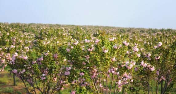 苗木花卉标准化生产基地建设项目