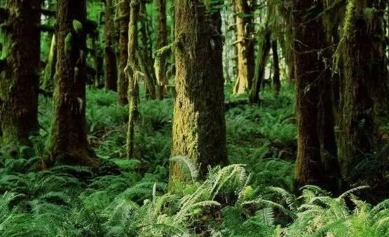 贵州黔东南州凯里市国家林木种质资源平台凯里林木种质资源保存与繁育基地项