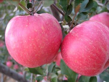 马栏红苹果生产加工示范基地项目