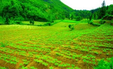 魔芋种植示范基地建设及深加工项目