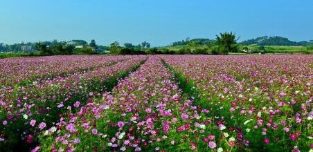 黎平县花卉产业园建设项目