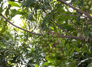 龙州县8万亩澳洲坚果种植示范基地项目