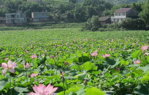 1000亩荷莲观光示范园基地项目