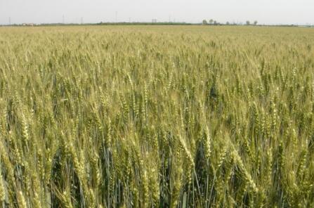 40万亩富硒小麦种植基地建设及富硒小麦粉生产线工程